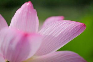 三ツ又ふれあい公園　ハス　7月の夏の花　愛知県春日井市の観光・撮影スポットの画像と写真