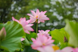 三ツ又ふれあい公園　ハス　7月の夏の花　愛知県春日井市の観光・撮影スポットの画像と写真