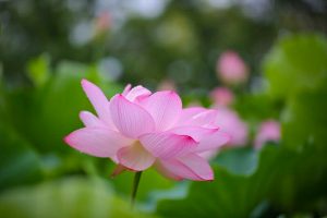 三ツ又ふれあい公園　ハス　7月の夏の花　愛知県春日井市の観光・撮影スポットの画像と写真
