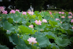 三ツ又ふれあい公園　ハス　7月の夏の花　愛知県春日井市の観光・撮影スポットの画像と写真三ツ又ふれあい公園　ハス　7月の夏の花　愛知県春日井市の観光・撮影スポットの画像と写真
