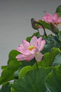三ツ又ふれあい公園　ハス　7月の夏の花　愛知県春日井市の観光・撮影スポットの画像と写真三ツ又ふれあい公園　ハス　7月の夏の花　愛知県春日井市の観光・撮影スポットの画像と写真