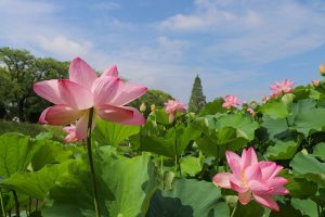 三ツ又ふれあい公園　ハス　7月の夏の花　愛知県春日井市の観光・撮影スポットの画像と写真