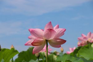 三ツ又ふれあい公園　ハス　7月の夏の花　愛知県春日井市の観光・撮影スポットの画像と写真