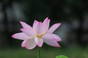三ツ又ふれあい公園　ハス　7月の夏の花　愛知県春日井市の観光・撮影スポットの画像と写真
