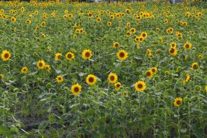 榎前町ひまわり畑、9月の夏の花、愛知県安城市の観光・撮影スポットの画像と写真
