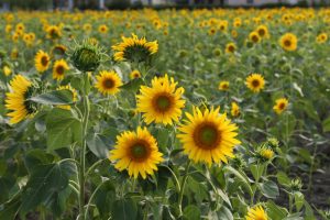 榎前町ひまわり畑、9月の夏の花、愛知県安城市の観光・撮影スポットの画像と写真
