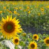 榎前町ひまわり畑、9月の夏の花、愛知県安城市の観光・撮影スポットの画像と写真