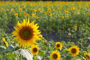 榎前町ひまわり畑、9月の夏の花、愛知県安城市の観光・撮影スポットの画像と写真