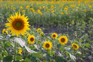 榎前町ひまわり畑、9月の夏の花、愛知県安城市の観光・撮影スポットの画像と写真