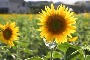 榎前町ひまわり畑、9月の夏の花、愛知県安城市の観光・撮影スポットの画像と写真