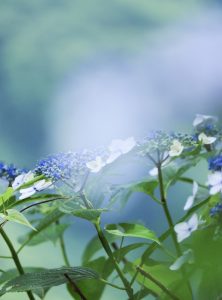 21世紀の森公園、あじさい、2019年6月、夏の花、岐阜県関市の観光・撮影スポットの画像と写真