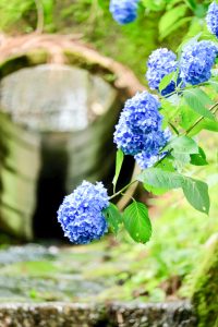 21世紀の森公園、あじさい、2019年6月、夏の花、岐阜県関市の観光・撮影スポットの画像と写真