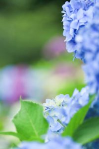21世紀の森公園、あじさい、2019年6月、夏の花、岐阜県関市の観光・撮影スポットの画像と写真
