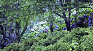 21世紀の森公園、あじさい、2019年6月、夏の花、岐阜県関市の観光・撮影スポットの画像と写真