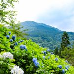 21世紀の森公園、あじさい、2019年6月、夏の花、岐阜県関市の観光・撮影スポットの画像と写真