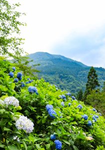 21世紀の森公園、あじさい、2019年6月、夏の花、岐阜県関市の観光・撮影スポットの画像と写真
