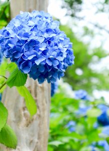 21世紀の森公園、あじさい、2019年6月、夏の花、岐阜県関市の観光・撮影スポットの画像と写真