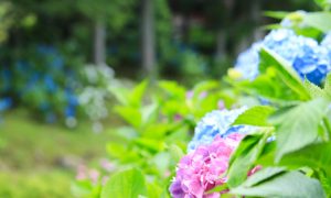 21世紀の森公園、あじさい、2019年6月、夏の花、岐阜県関市の観光・撮影スポットの画像と写真