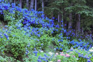 21世紀の森公園、あじさい、2019年6月、夏の花、岐阜県関市の観光・撮影スポットの画像と写真