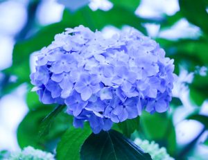 21世紀の森公園、あじさい、2019年6月、夏の花、岐阜県関市の観光・撮影スポットの画像と写真