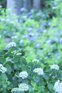 21世紀の森公園、あじさい、2019年6月、夏の花、岐阜県関市の観光・撮影スポットの画像と写真