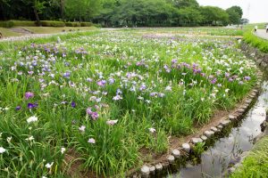 庄内緑地公園、花しょうぶ、6月の夏の花、名古屋市西区の観光・撮影スポットの画像と写真