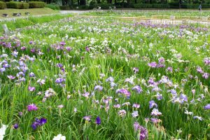 庄内緑地公園、花しょうぶ、6月の夏の花、名古屋市西区の観光・撮影スポットの画像と写真