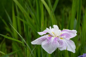 庄内緑地公園、花しょうぶ、6月の夏の花、名古屋市西区の観光・撮影スポットの画像と写真