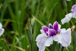 庄内緑地公園、花しょうぶ、6月の夏の花、名古屋市西区の観光・撮影スポットの画像と写真