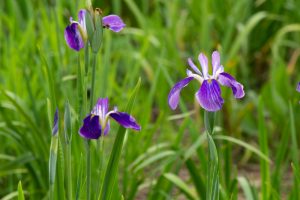 庄内緑地公園、花しょうぶ、6月の夏の花、名古屋市西区の観光・撮影スポットの画像と写真