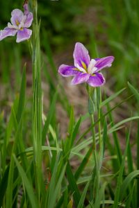 庄内緑地公園、花しょうぶ、6月の夏の花、名古屋市西区の観光・撮影スポットの画像と写真