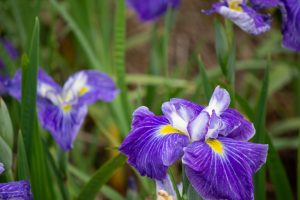 庄内緑地公園、花しょうぶ、6月の夏の花、名古屋市西区の観光・撮影スポットの画像と写真庄内緑地公園、花しょうぶ、6月の夏の花、名古屋市西区の観光・撮影スポットの画像と写真