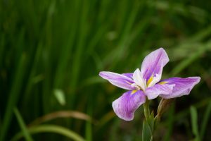 庄内緑地公園、花しょうぶ、6月の夏の花、名古屋市西区の観光・撮影スポットの画像と写真
