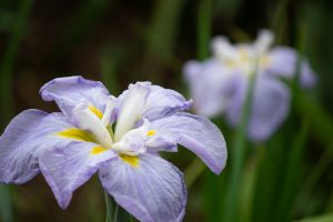 庄内緑地公園、花しょうぶ、6月の夏の花、名古屋市西区の観光・撮影スポットの画像と写真