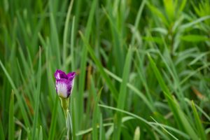 庄内緑地公園、花しょうぶ、6月の夏の花、名古屋市西区の観光・撮影スポットの画像と写真
