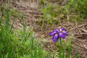 庄内緑地公園、花しょうぶ、6月の夏の花、名古屋市西区の観光・撮影スポットの画像と写真