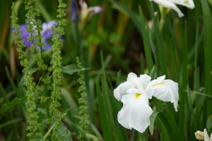 庄内緑地公園、花しょうぶ、6月の夏の花、名古屋市西区の観光・撮影スポットの画像と写真