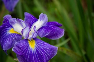 庄内緑地公園、花しょうぶ、6月の夏の花、名古屋市西区の観光・撮影スポットの画像と写真