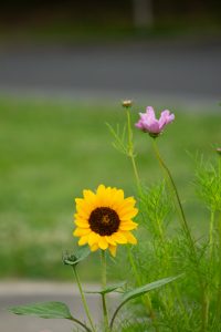 庄内緑地公園、ひまわり、コスモス、6月の夏の花、名古屋市西区の観光・撮影スポットの画像と写真