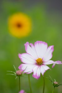 庄内緑地公園、ひまわり、コスモス、6月の夏の花、名古屋市西区の観光・撮影スポットの画像と写真