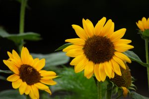 庄内緑地公園、ひまわり、6月の夏の花、名古屋市西区の観光・撮影スポ庄内緑地公園、ひまわり、6月の夏の花、名古屋市西区の観光・撮影スポットの画像と写真