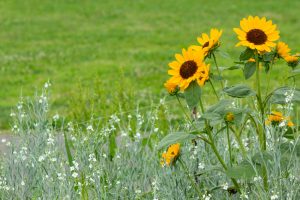 庄内緑地公園、ひまわり、6月の夏の花、名古屋市西区の観光・撮影スポットの画像と写真