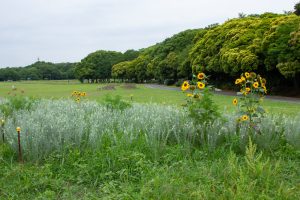 庄内緑地公園、ひまわり、6月の夏の花、名古屋市西区の観光・撮影スポットの画像と写真