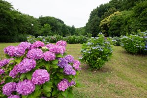庄内緑地公園、あじさい、6月の夏の花、名古屋市西区の観光・撮影スポットの画像と写真