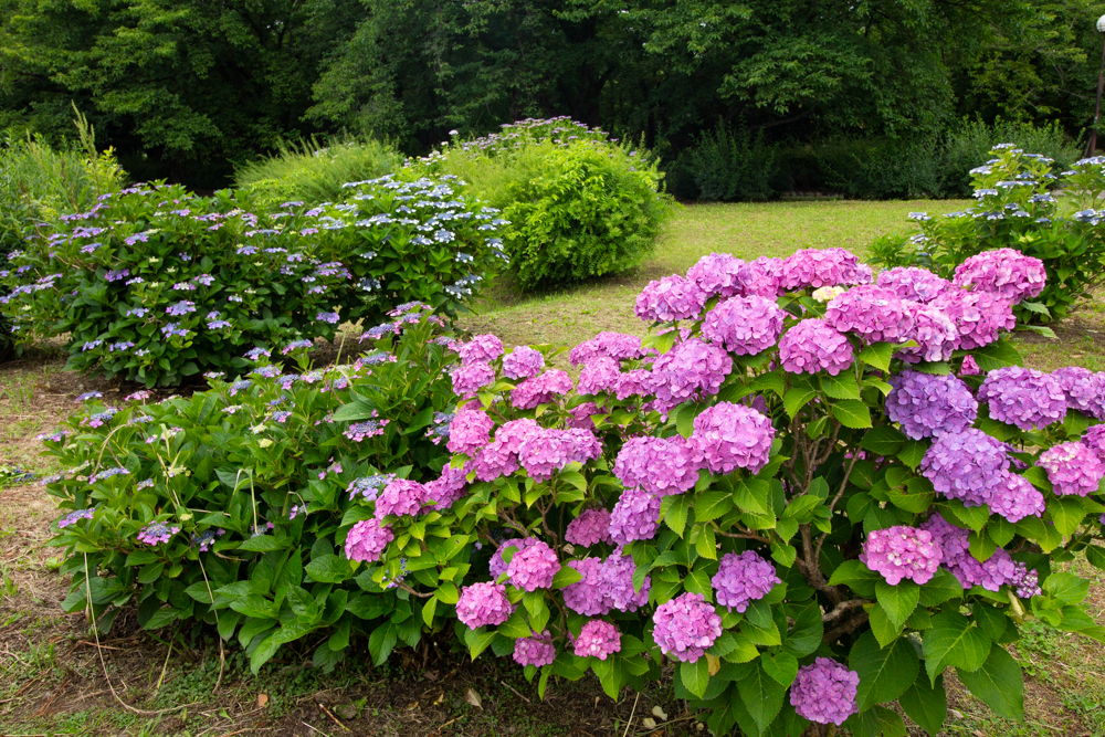 庄内緑地公園、あじさい、6月の夏の花、名古屋市西区の観光・撮影スポットの画像と写真