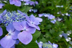 庄内緑地公園、あじさい、6月の夏の花、名古屋市西区の観光・撮影スポットの画像と写真庄内緑地公園、あじさい、6月の夏の花、名古屋市西区の観光・撮影スポットの画像と写真