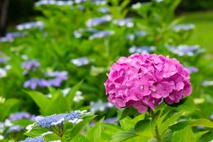 庄内緑地公園、あじさい、6月の夏の花、名古屋市西区の観光・撮影スポットの画像と写真庄内緑地公園、あじさい、6月の夏の花、名古屋市西区の観光・撮影スポットの画像と写真