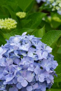 庄内緑地公園、あじさい、6月の夏の花、名古屋市西区の観光・撮影スポットの画像と写真