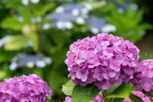 庄内緑地公園、あじさい、6月の夏の花、名古屋市西区の観光・撮影スポットの画像と写真
