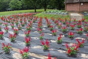 名城公園、6月の夏の花、名古屋市北区の観光・撮影スポットの画像と写真